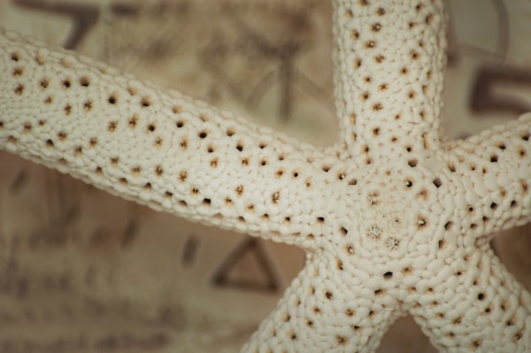Starfish runway with bamboo arch for beach wedding ceremony — Gulf Coast Rentals